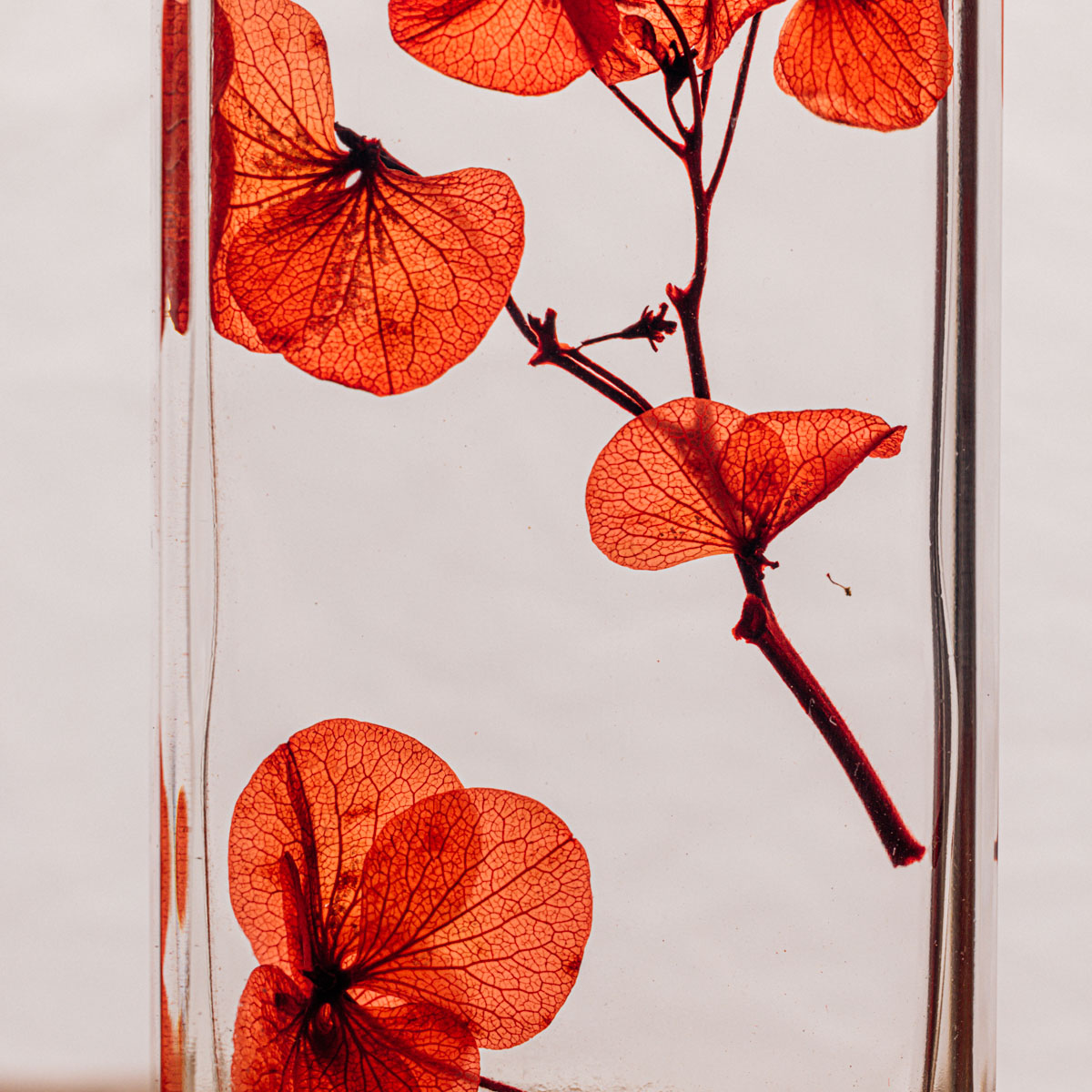 Theophile Berthon Plantes Immergées Herbarium Tour Eiffel plante Rouge