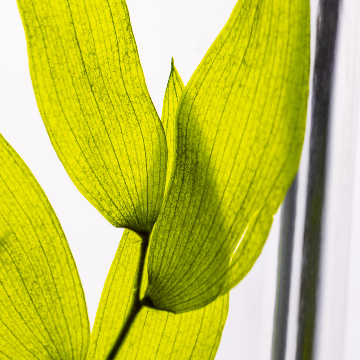 Théophile Berthon Herbarium Ruscus Italien Plante Vert Tilleul