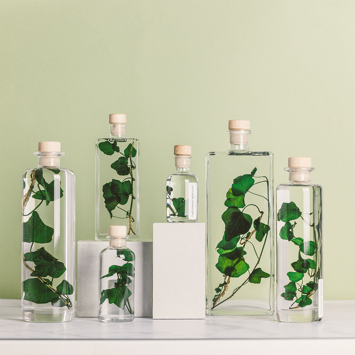 THEOPHILE BERTHON Lierre Hélix plante immergée déco