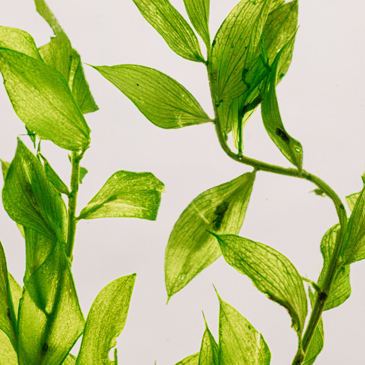 THEOPHILE BERTHON Herbarium Ruscus vert acidulé plante immergée