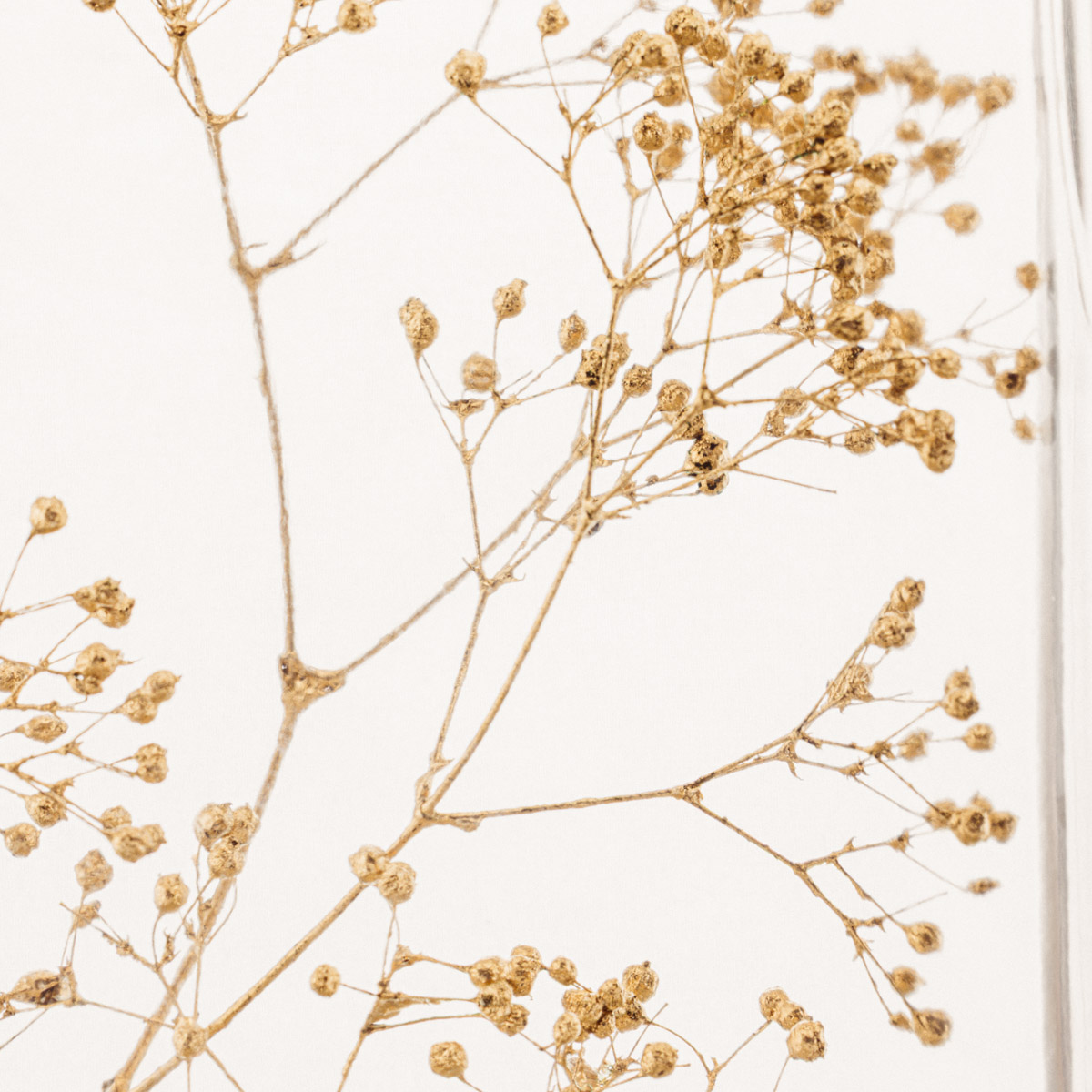 Theophile Berthon Herbarium Tour Eiffel La Or plante immergée