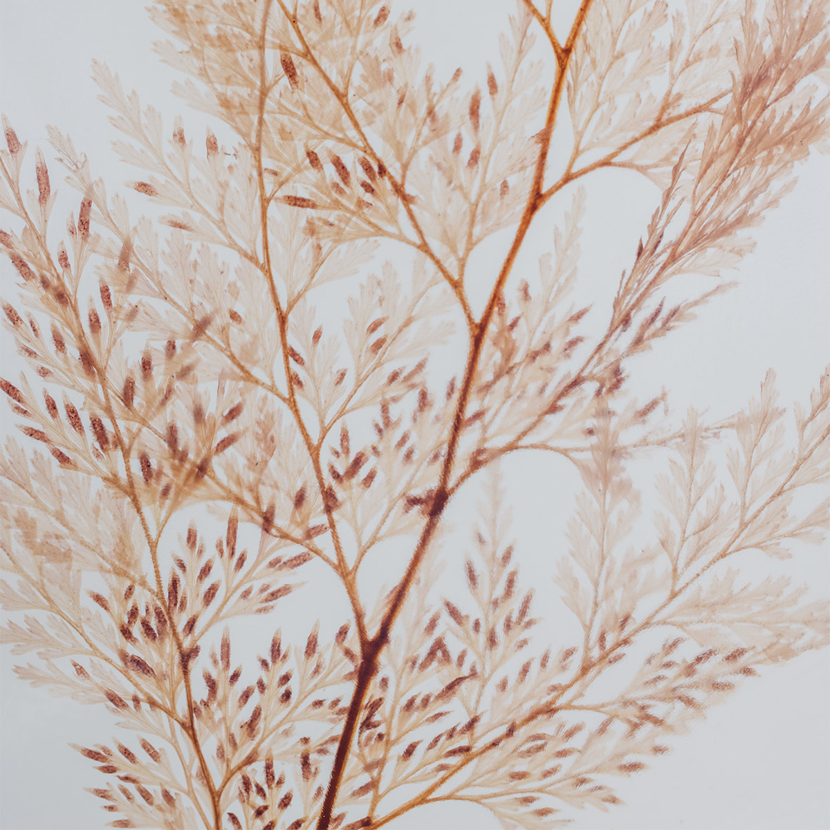 Théophile Berthon Plantes Immergées Fougère Flocon Blush plante immergée