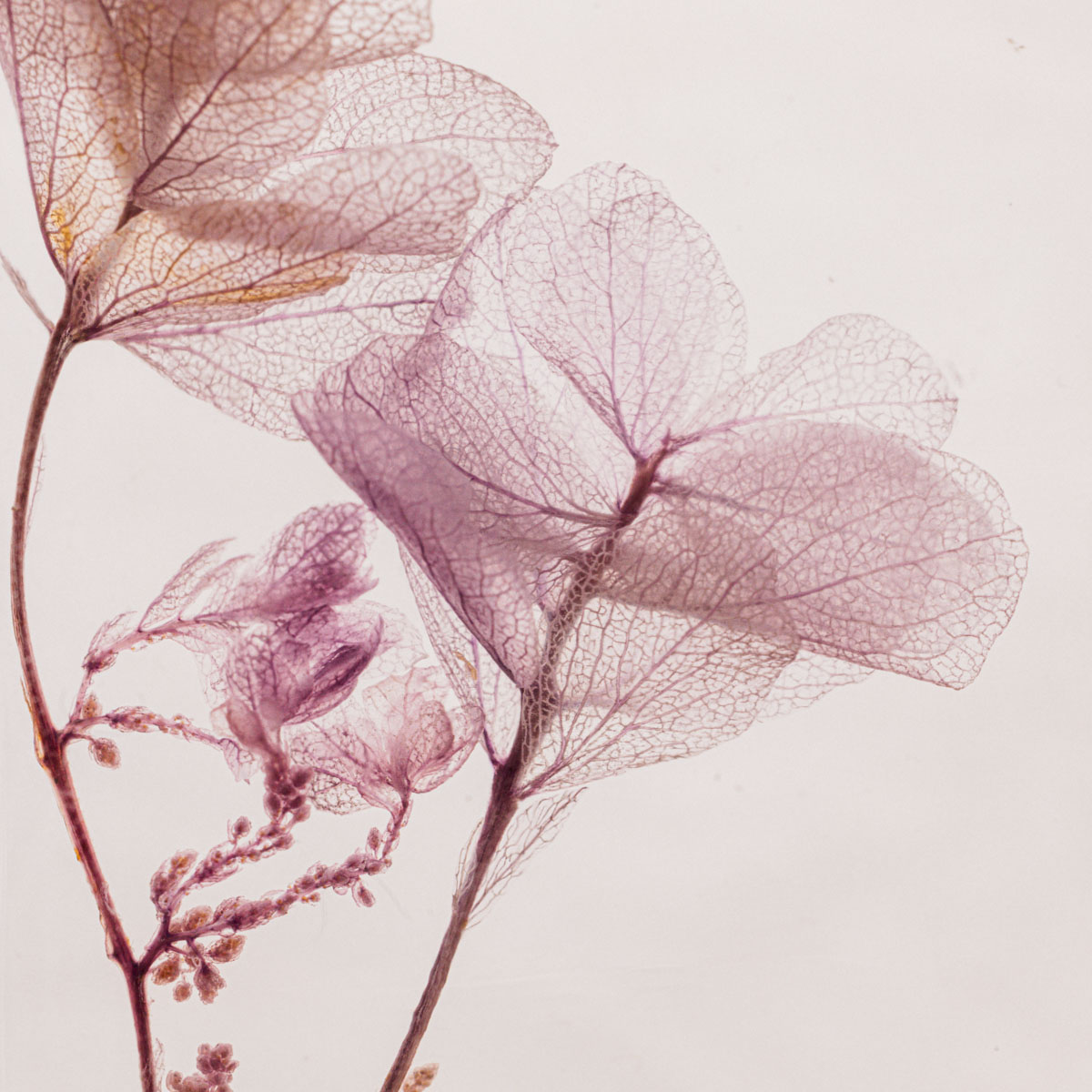 Théophile Berthon Herbarium H10 plante immergée triptyque eucalyptus violet