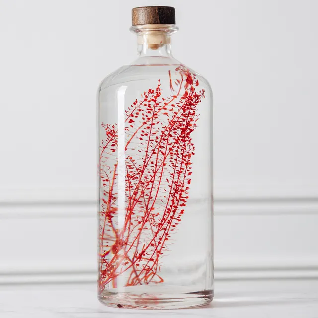 Théophile Berthon Herbarium XL lepidium rouge 3L immergée