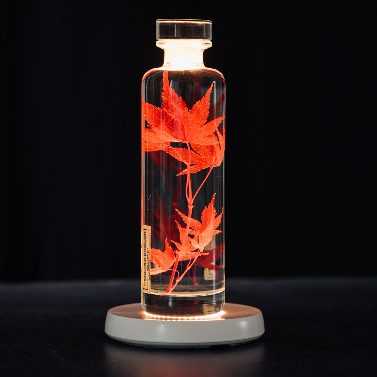 Théophile Berthon Plantes Immergées herbarium érable rouge flacon