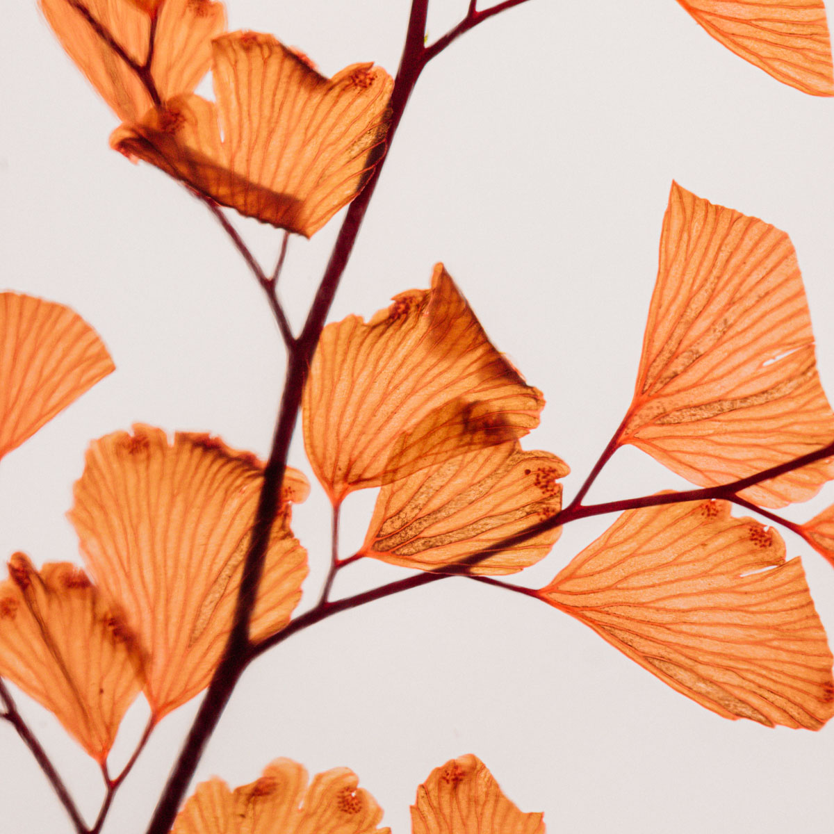 Theophile Berthon Plantes Immergées Herbarium Fougère Luthi plante terracotta