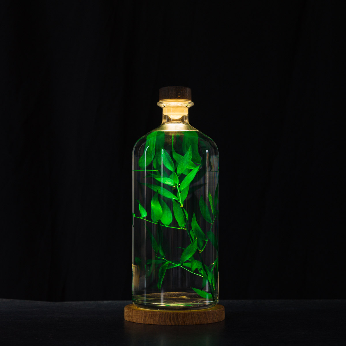 Théophile Berthon Plantes Immergées herbarium XL ruscus 3L