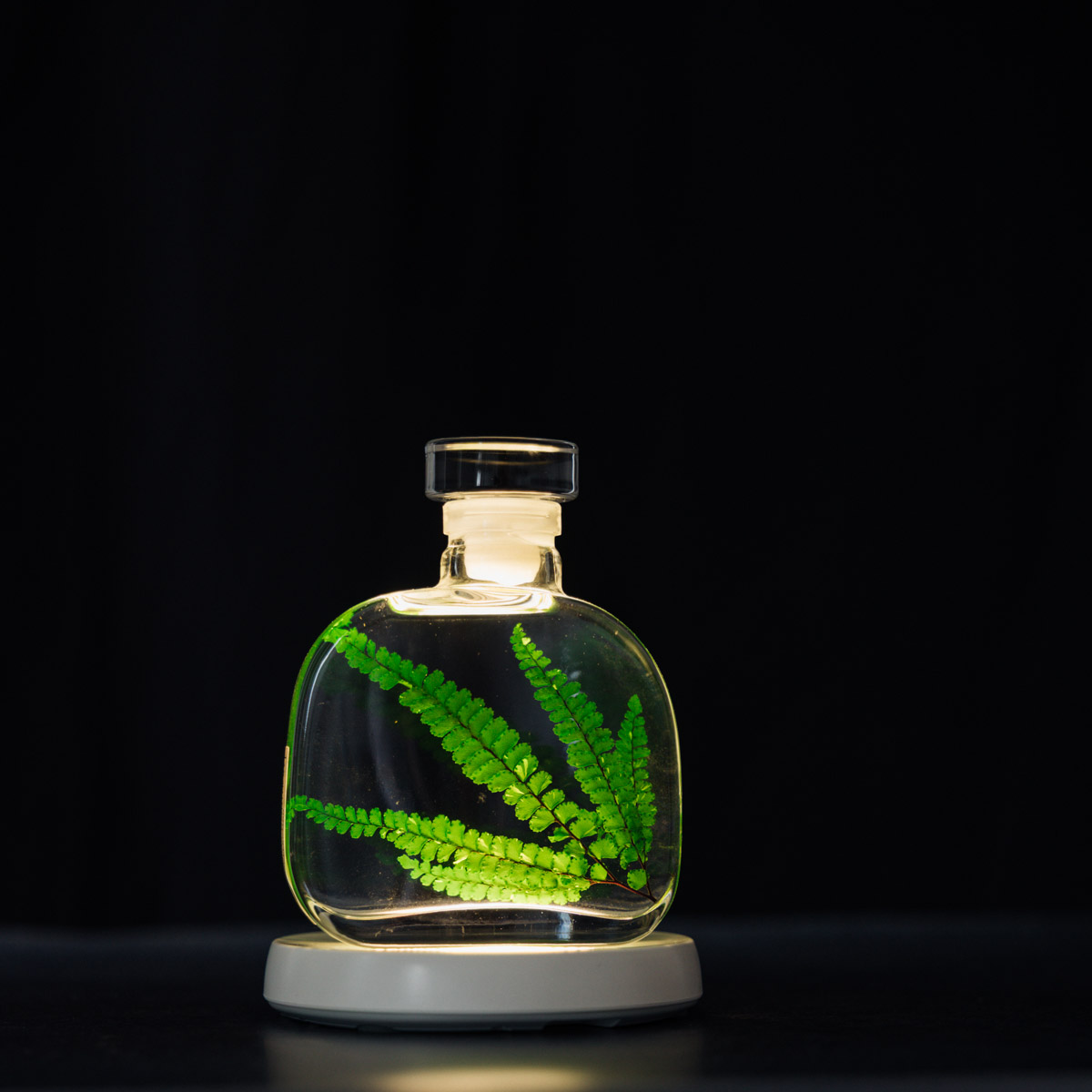 Théophile Berthon Felci Verte plante immergée signature