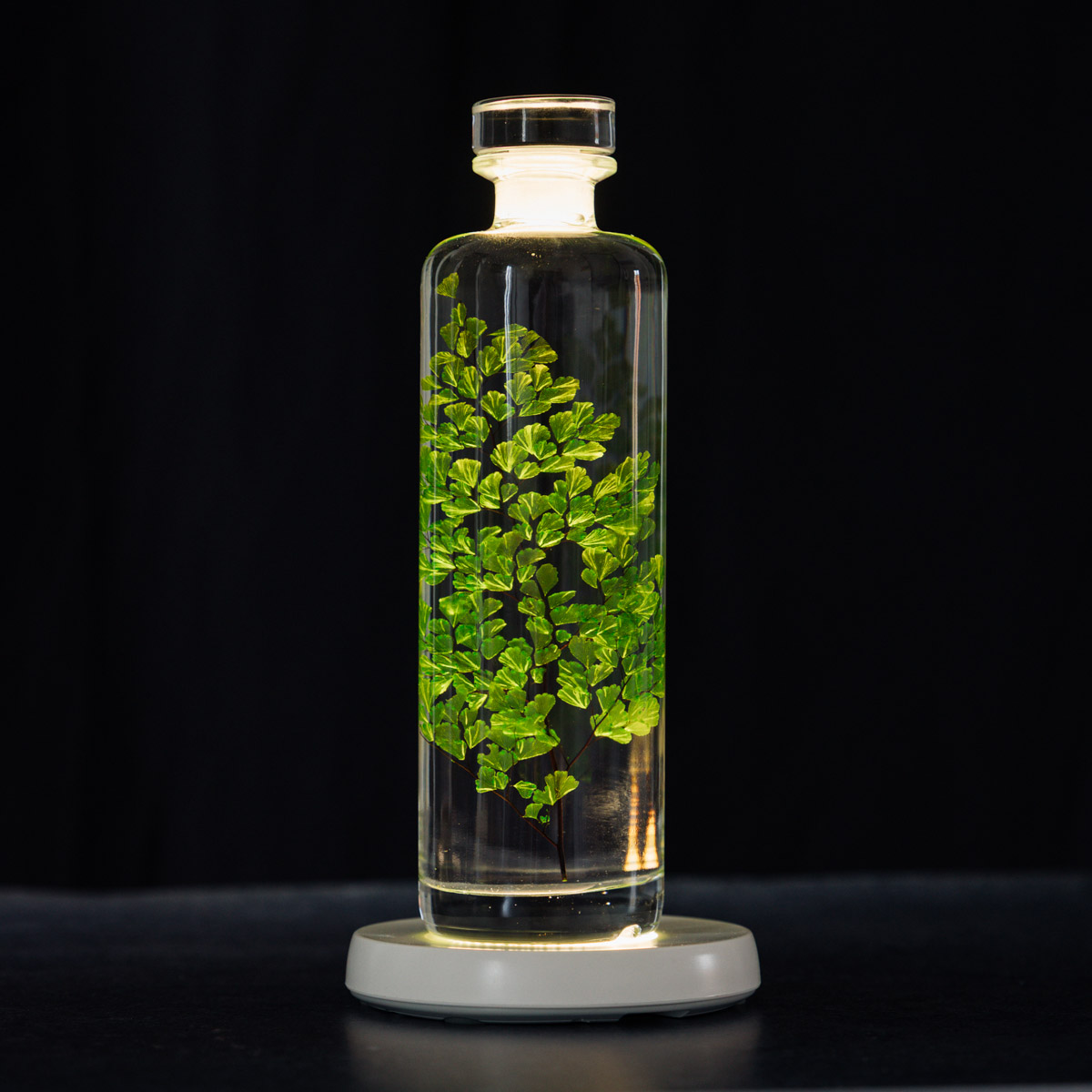 Théophile Herbarium Luthi Verte capsule plante immergée déco