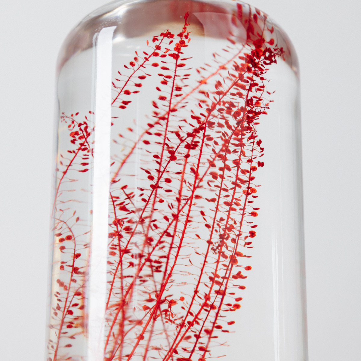 Théophile Berthon Herbarium XL lepidium rouge 3L immergée