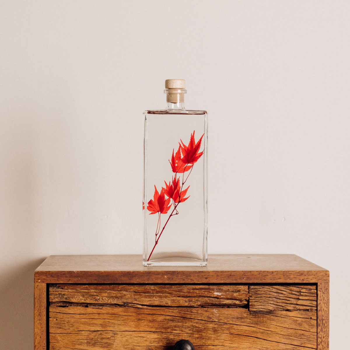 Théophile Berthon Herbarium Erable Rouge Plante Feuille 5cm