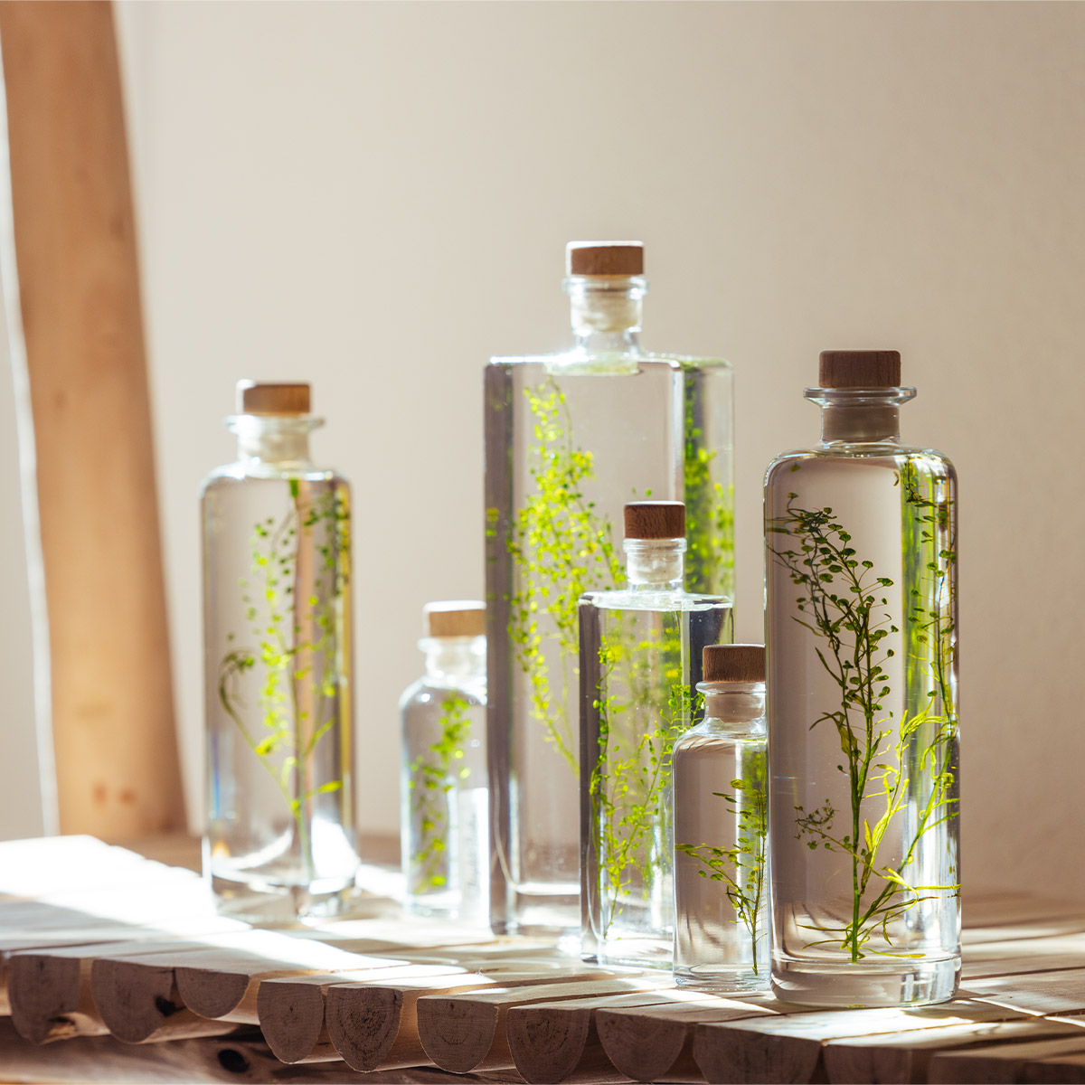 Théophile Herbarium Lepidium Vert plante immergée déco