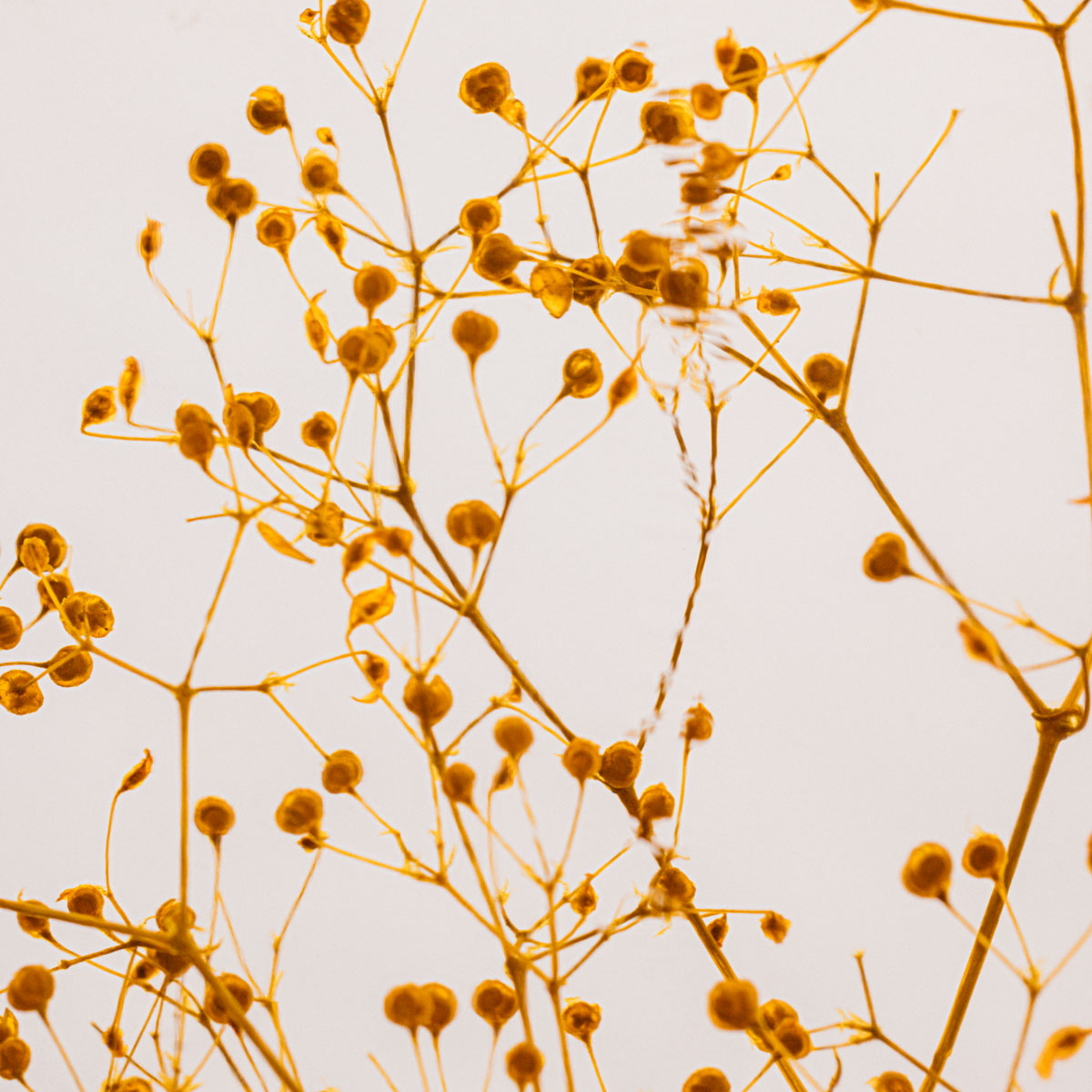 Théophile Berthon Herbarium Gypsophile Safran plante immergée jaune
