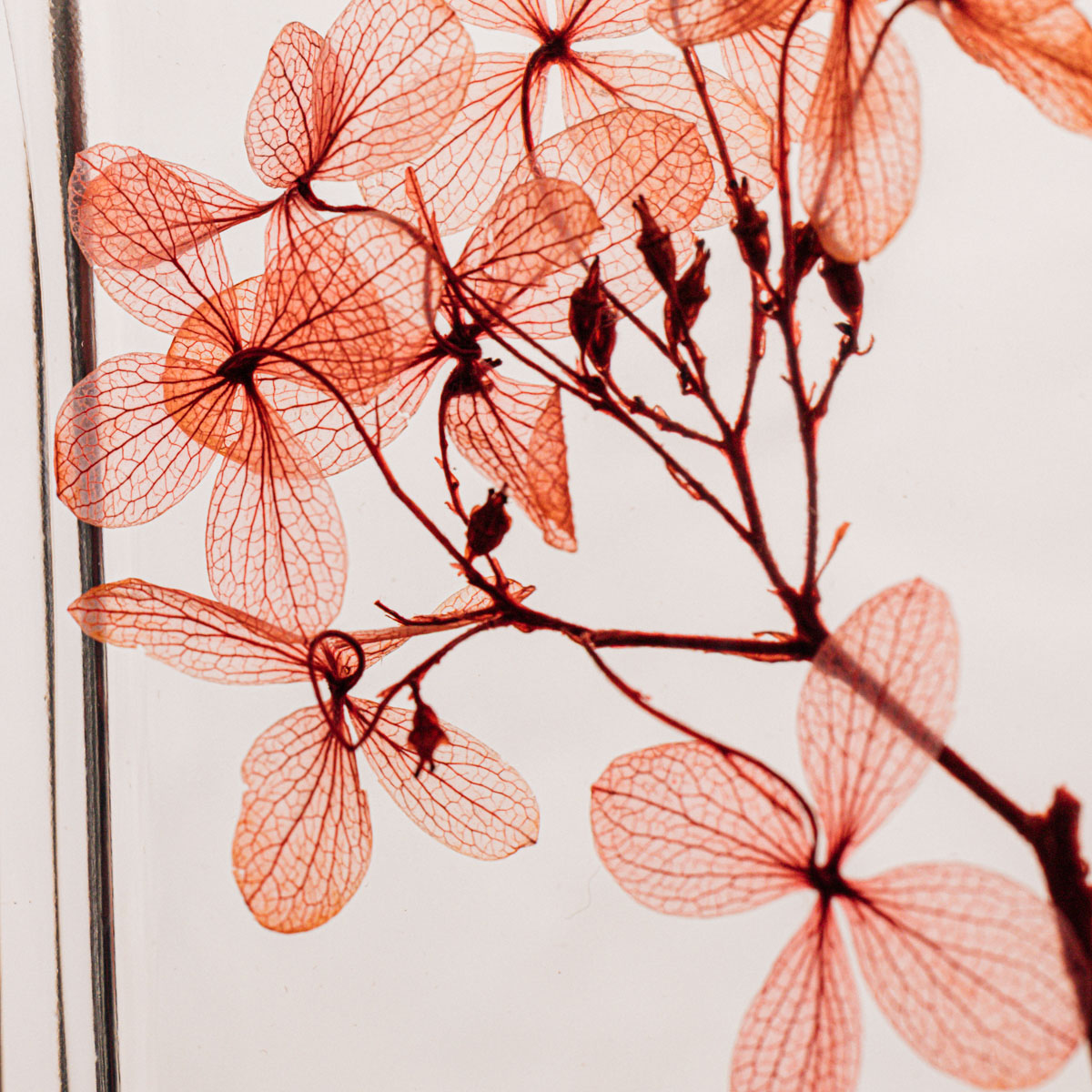 Théophile Berthon Hortensia Peegee fleur immergée rouge