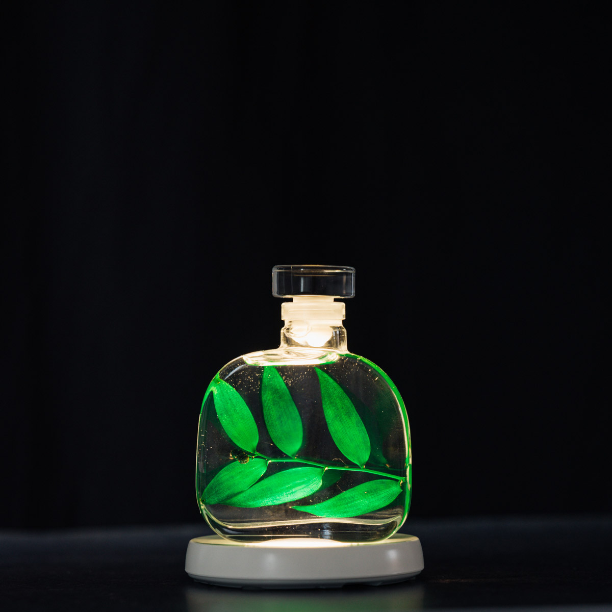 THEOPHILE BERTHON Herbarium Capsule Ruscus vert plante