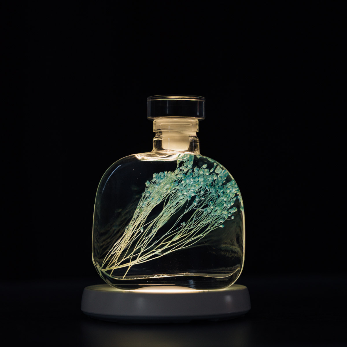 Théophile Berthon Herbarium Broom Bloom plante immergée