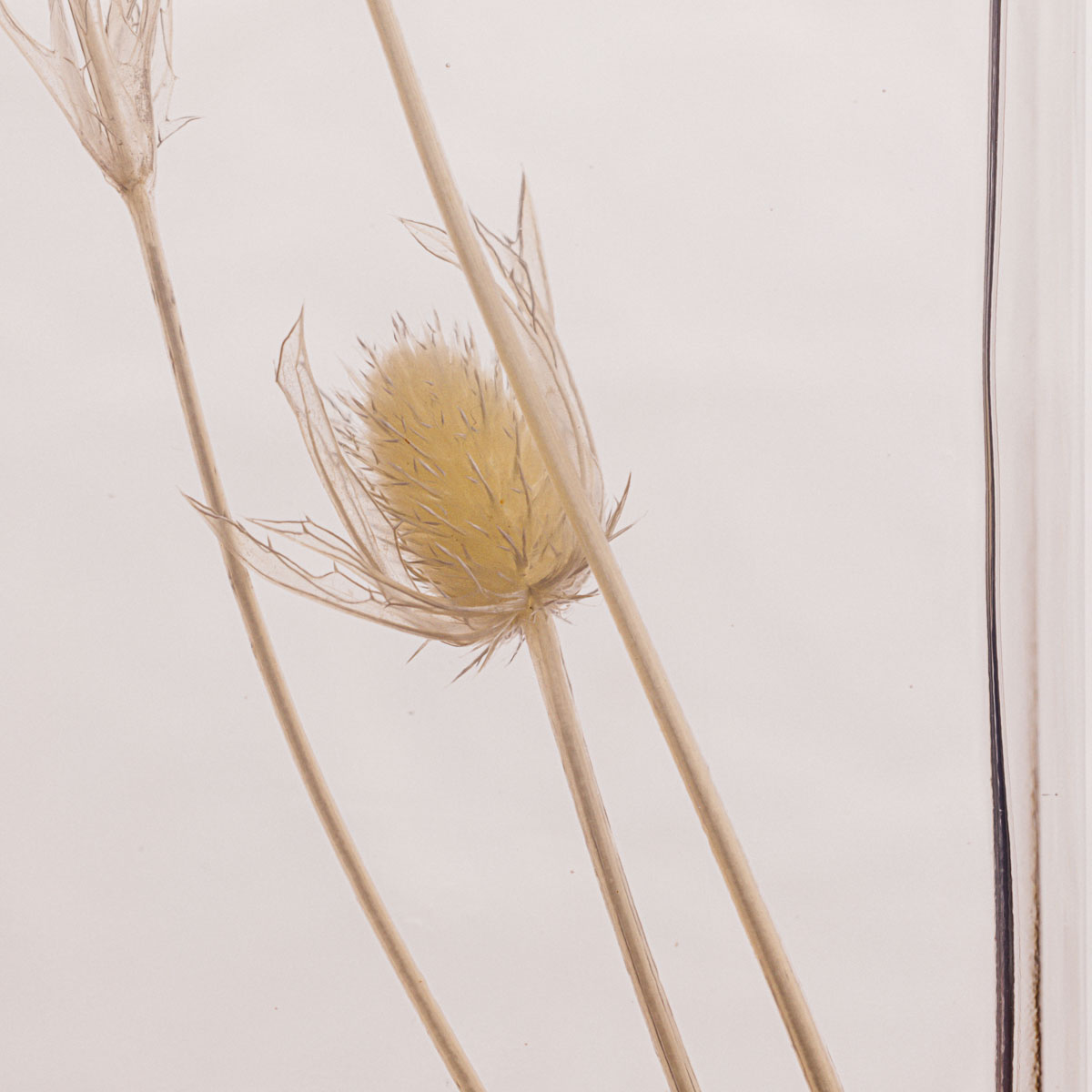 Théophile Berthon Herbarium petit chardon blanc plante immergée