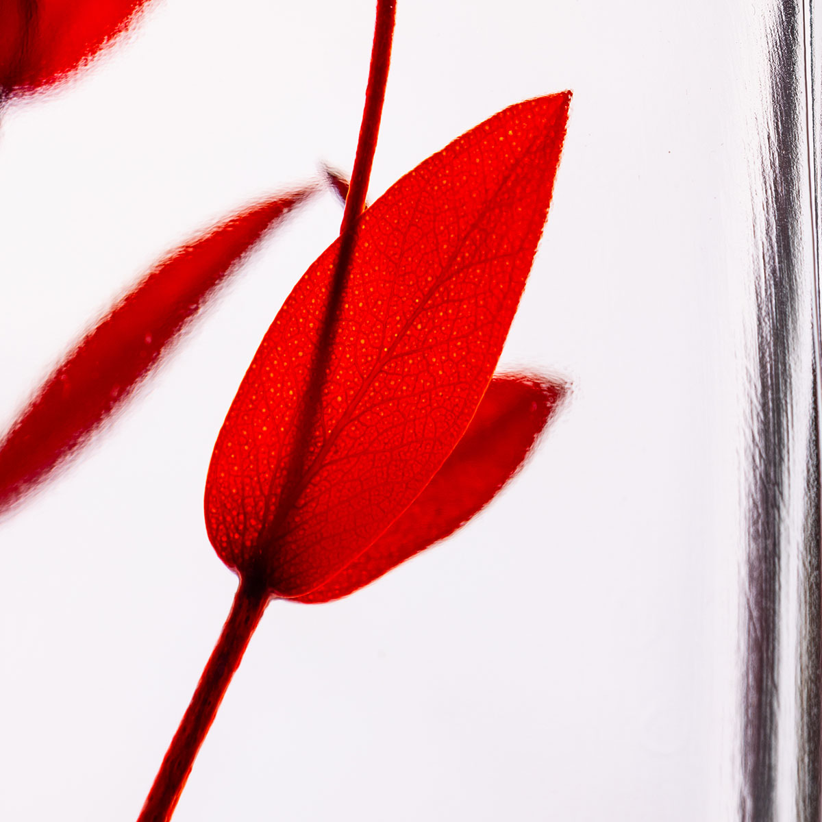Théophile Berthon Eucalyptus Parvifolia plante immergée rouge grenat