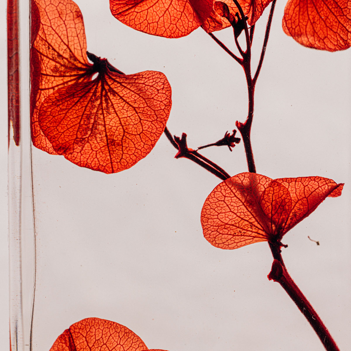 THEOPHILE BERTHON Plantes Immergées hortensia rouge passion fleur