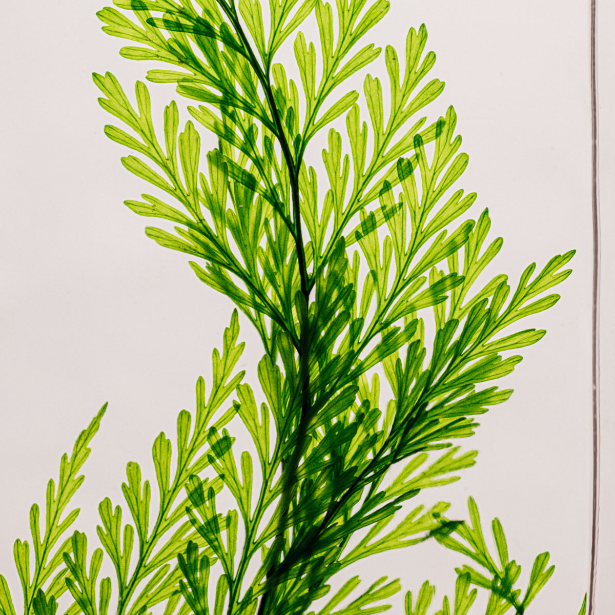 Théophile Berthon Herbarium Fougère Tabalia Verte Plante Immergée