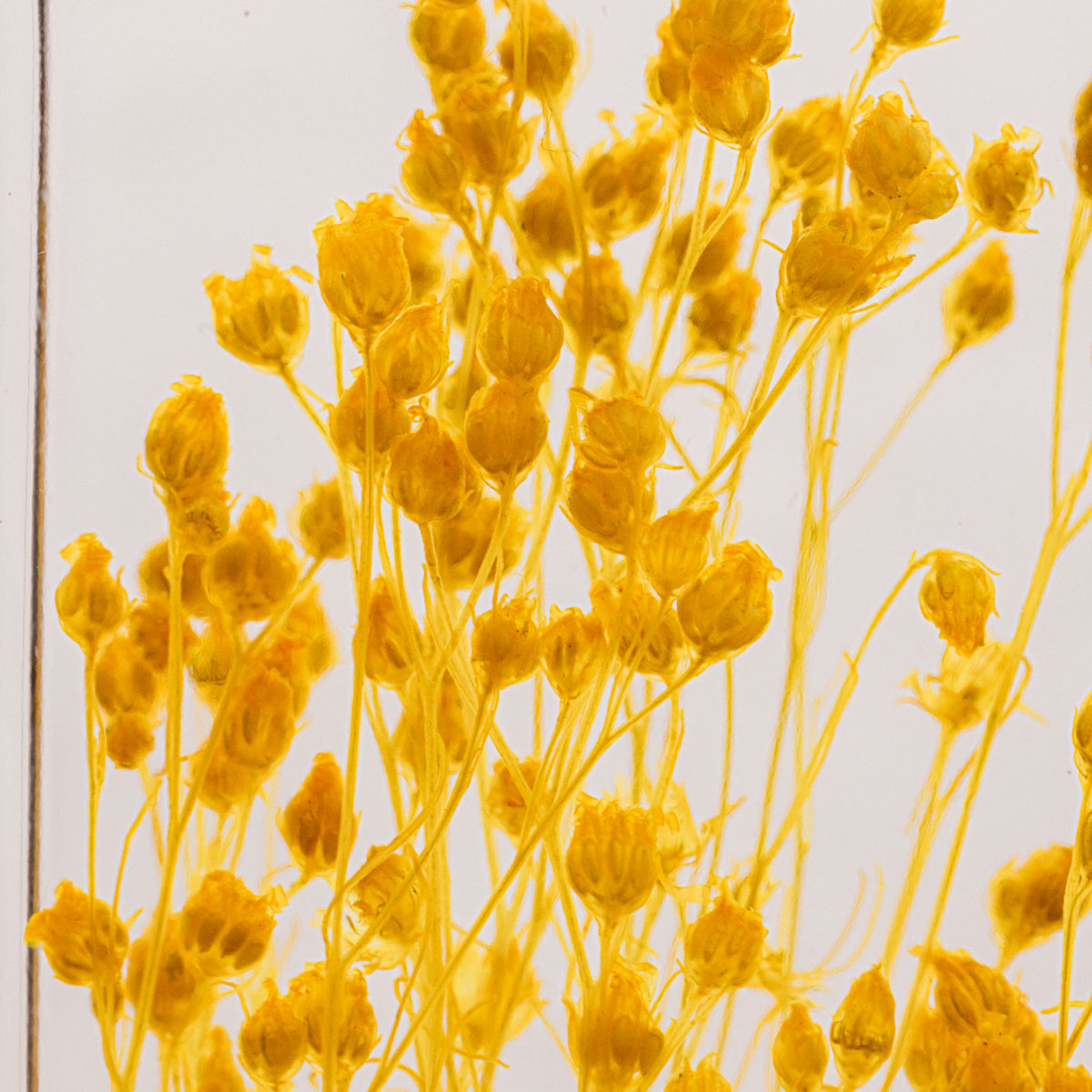 THEOPHILE BERTHON Plantes Immergées Herbarium Broom bloom jaune