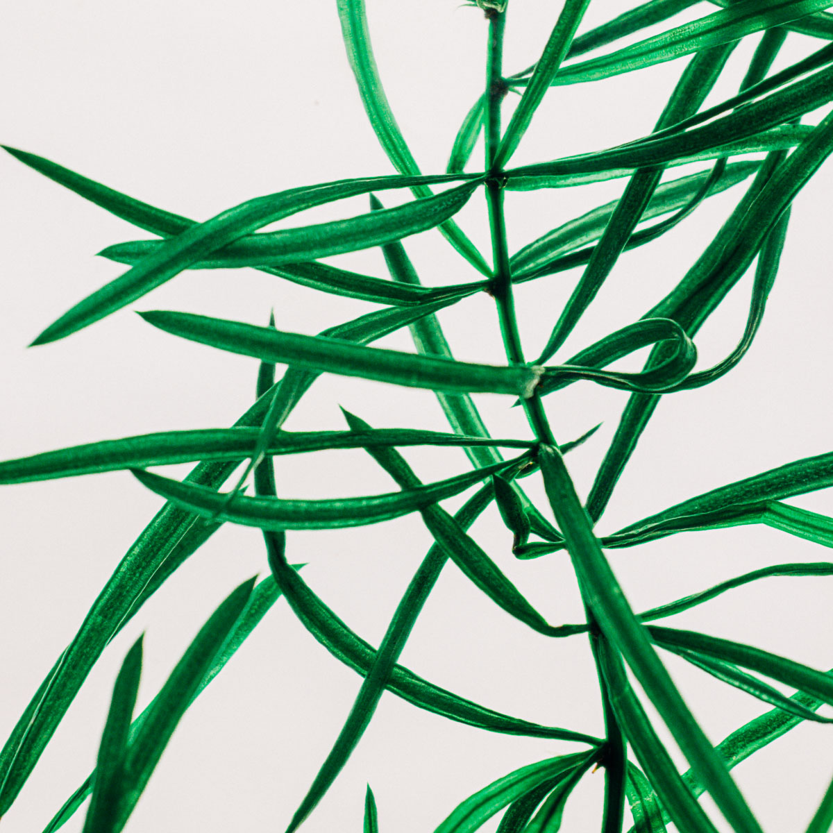 Théophile Berthon Plantes Immergées herbarium asparagus vert
