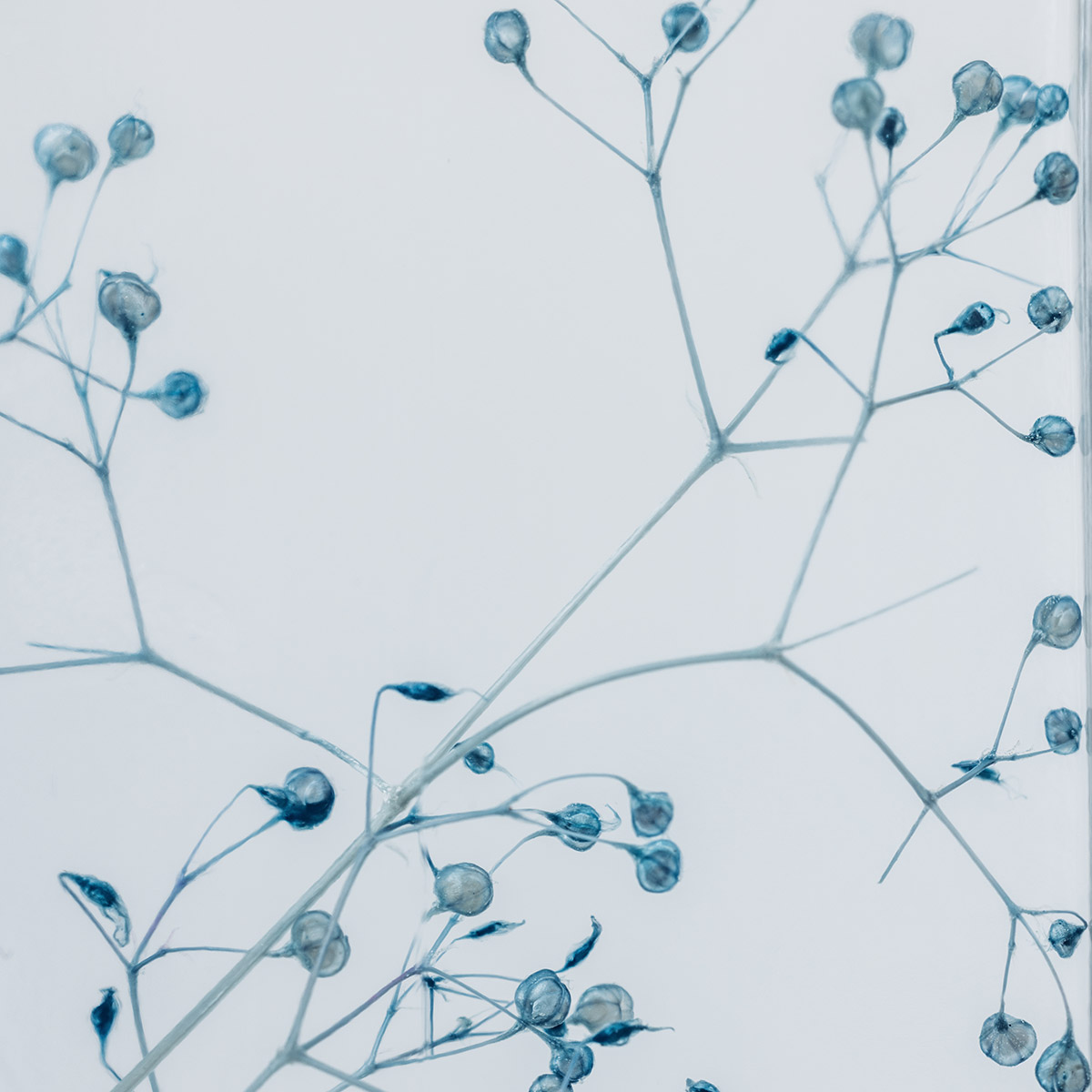 THEOPHILE BERTHON Plantes Immergées gypsophile bleue plante immergée