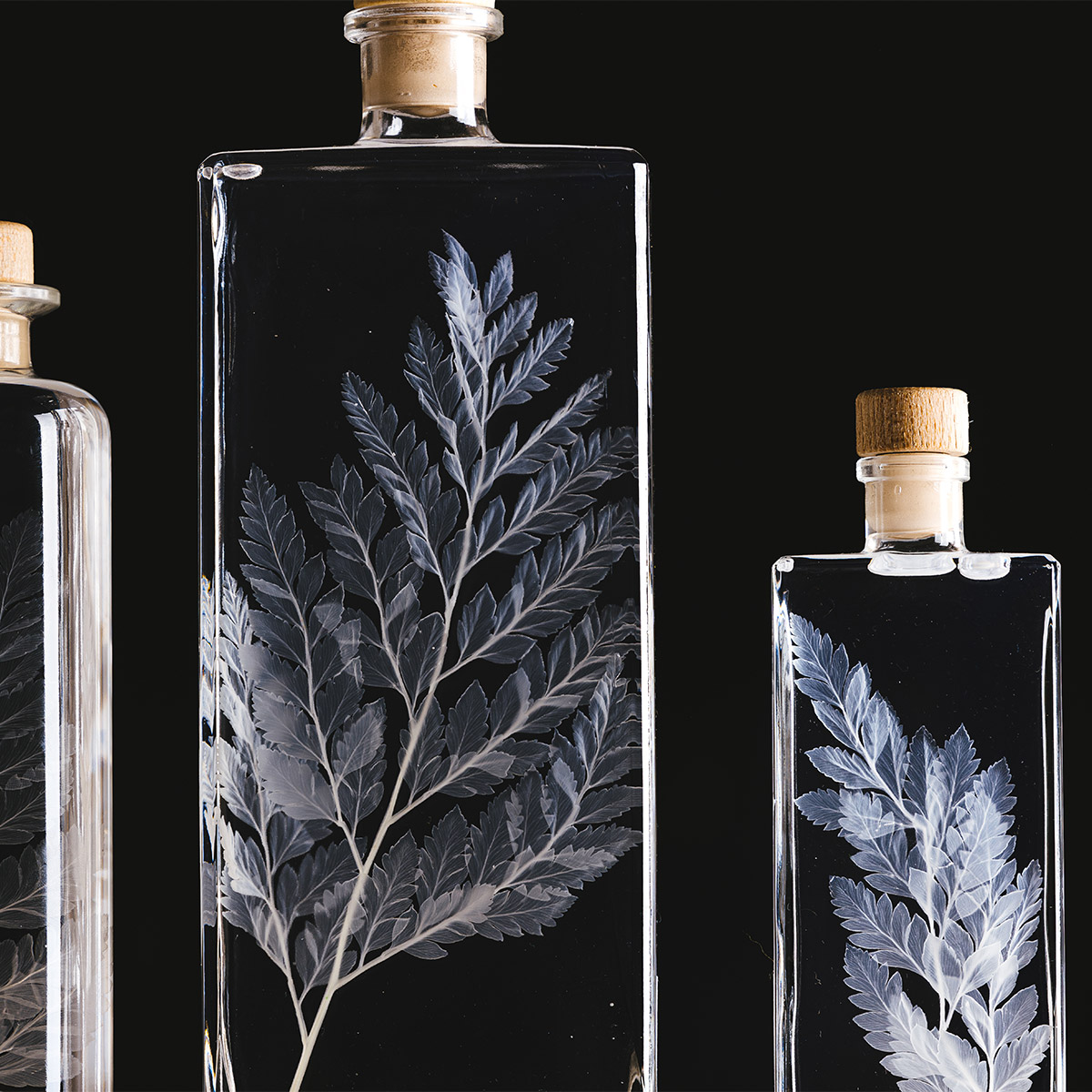 Théophile Berthon Herbarium Fougère Cuir Blanche Plante Immergée