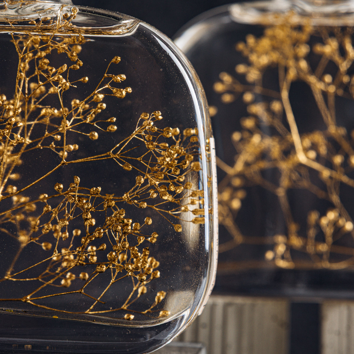 Théophile Berthon Plantes Immergées Herbarium Gypsophile Or plante
