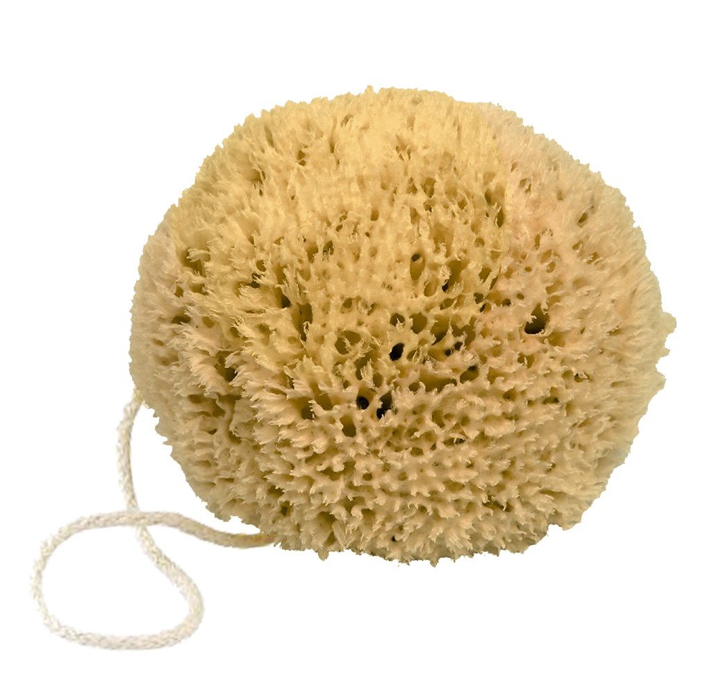 Fer à Cheval Accessoires Éponge Naturelle mer Méditerranée
