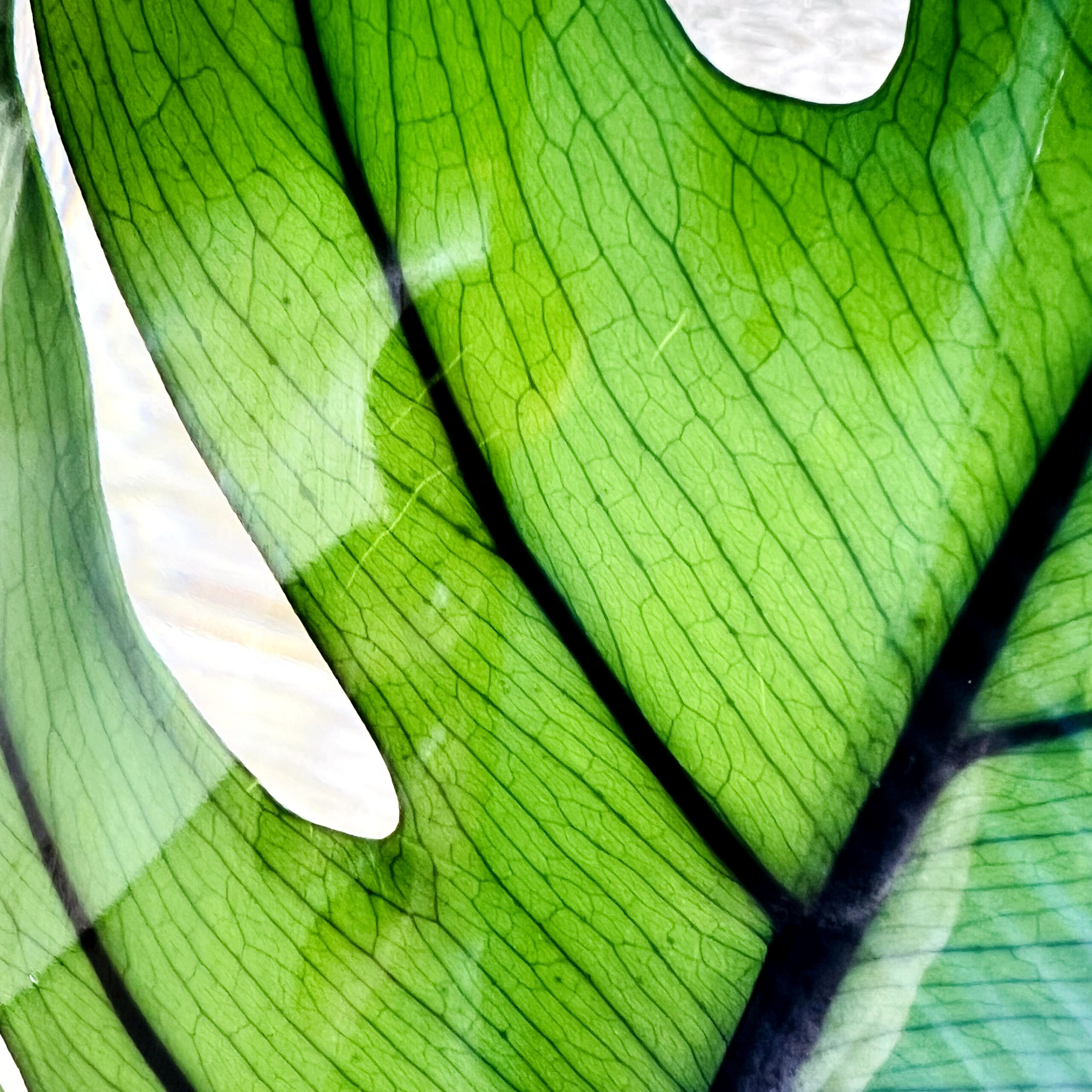 Théophile Berthon Herbarium XL Monstera 3 litres plante immergée