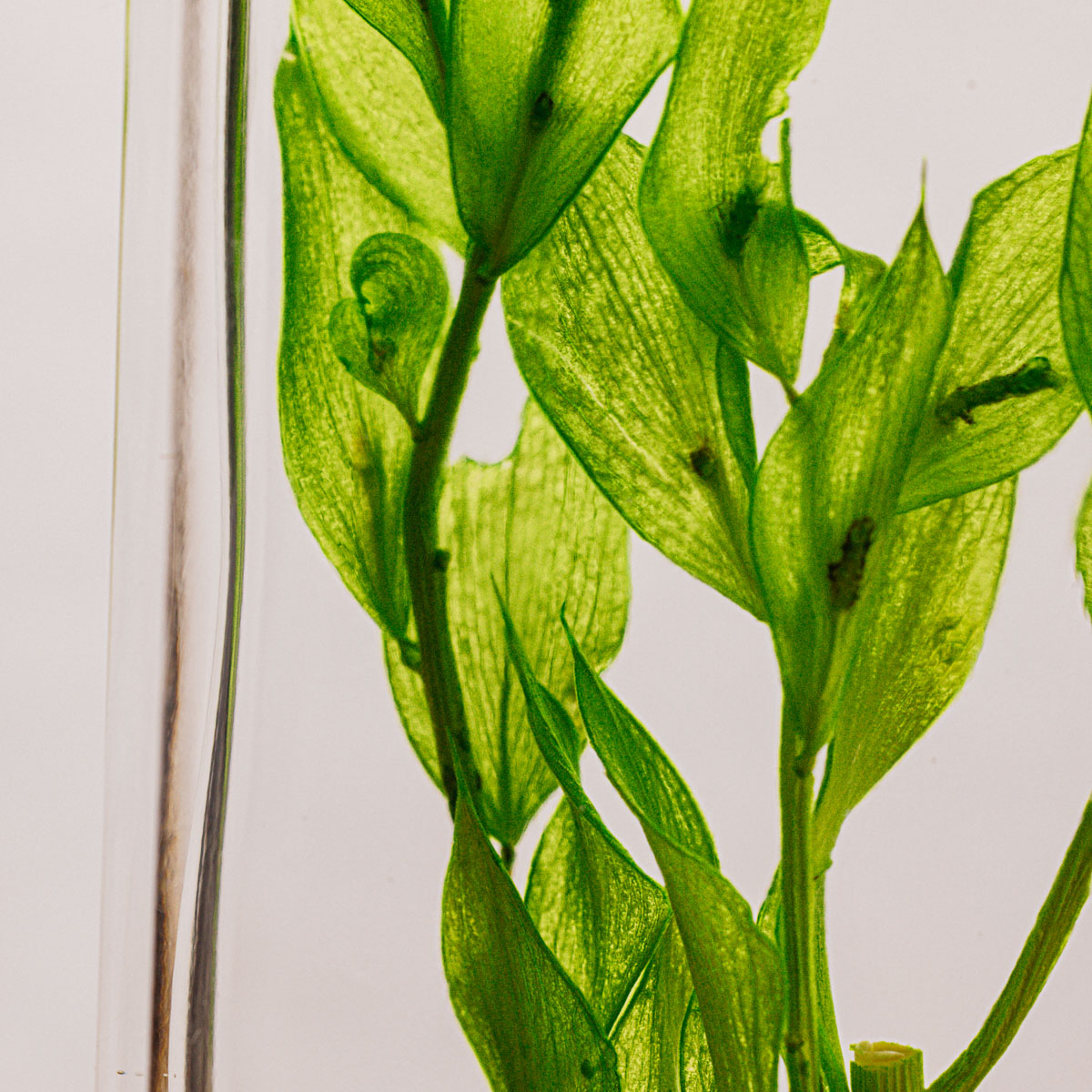 THEOPHILE BERTHON Herbarium Ruscus vert acidulé plante immergée