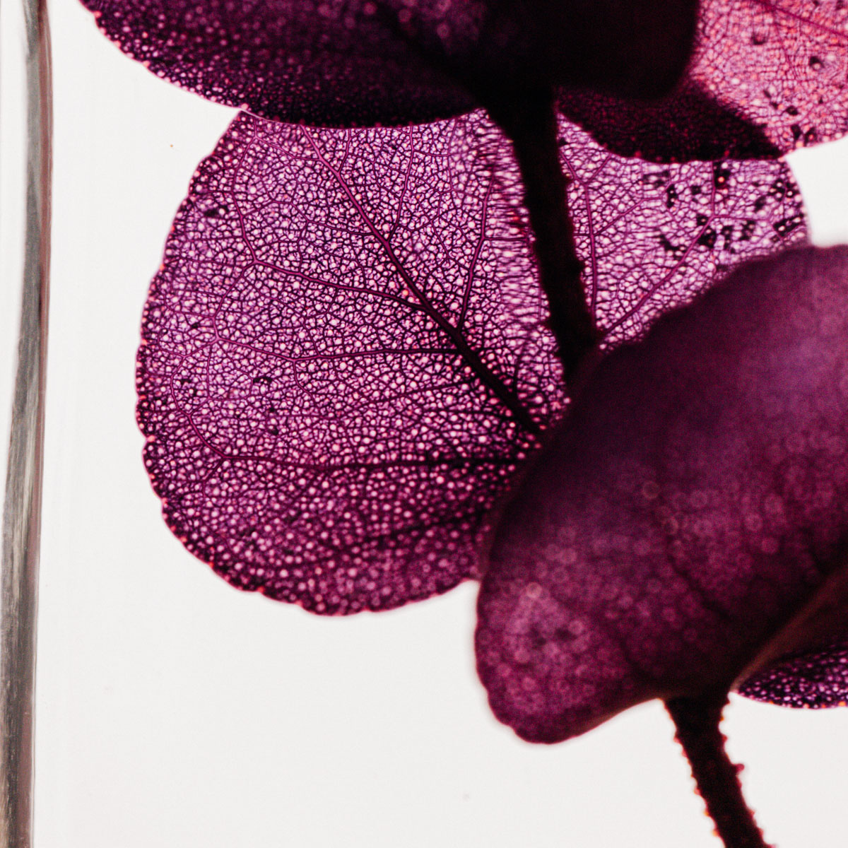 Théophile Berthon Herbarium H10 plante immergée triptyque eucalyptus violet