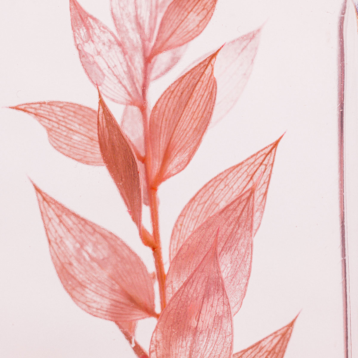 THEOPHILE BERTHON Herbarium Ruscus Beige Plante immergée
