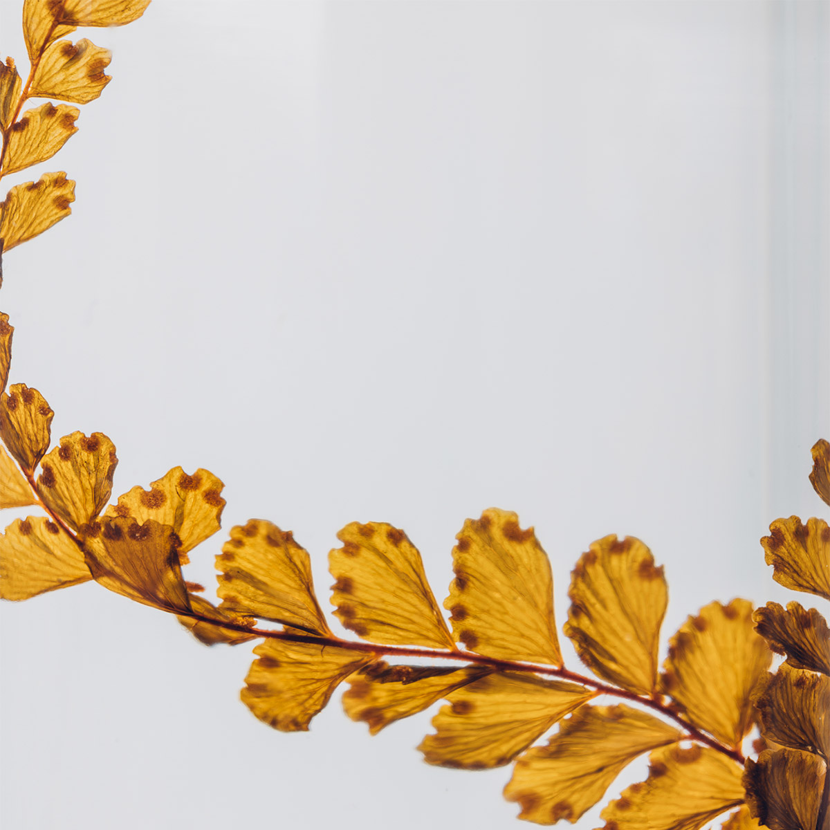 THEOPHILE BERTHON Herbarium Signature Felci Ambre plante
