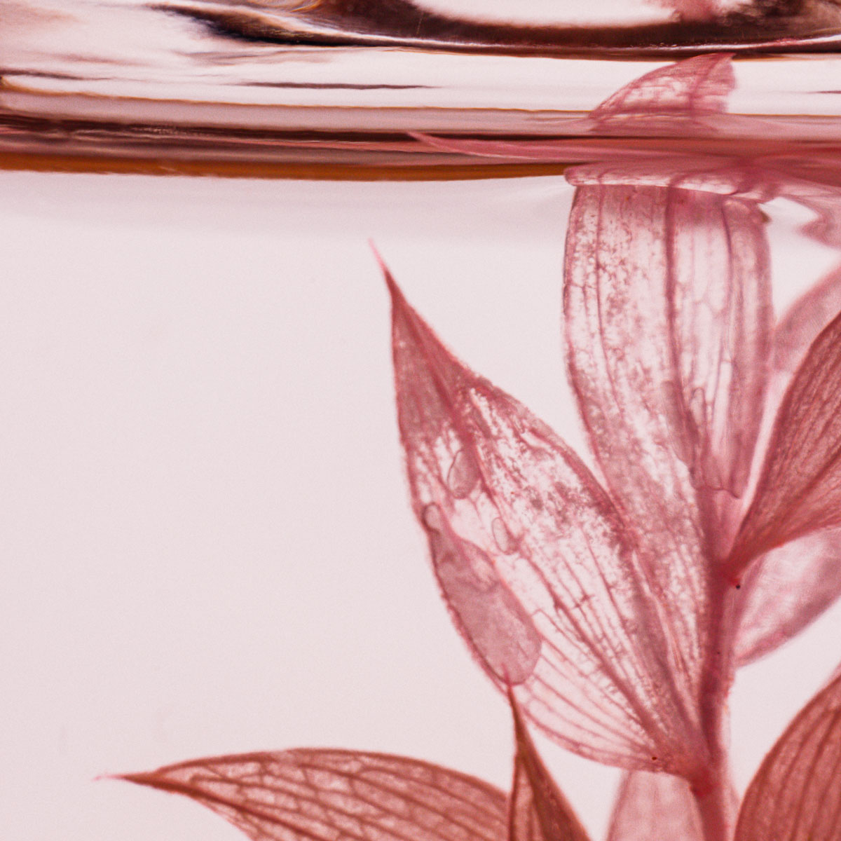 THEOPHILE BERTHON Herbarium Ruscus Beige Plante immergée