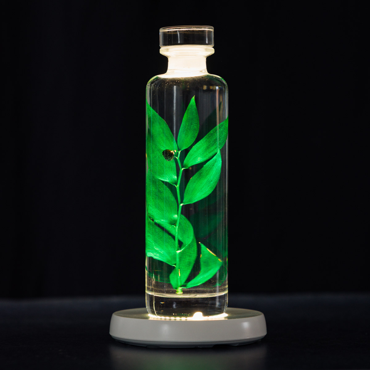 THEOPHILE BERTHON Herbarium Capsule Ruscus vert plante