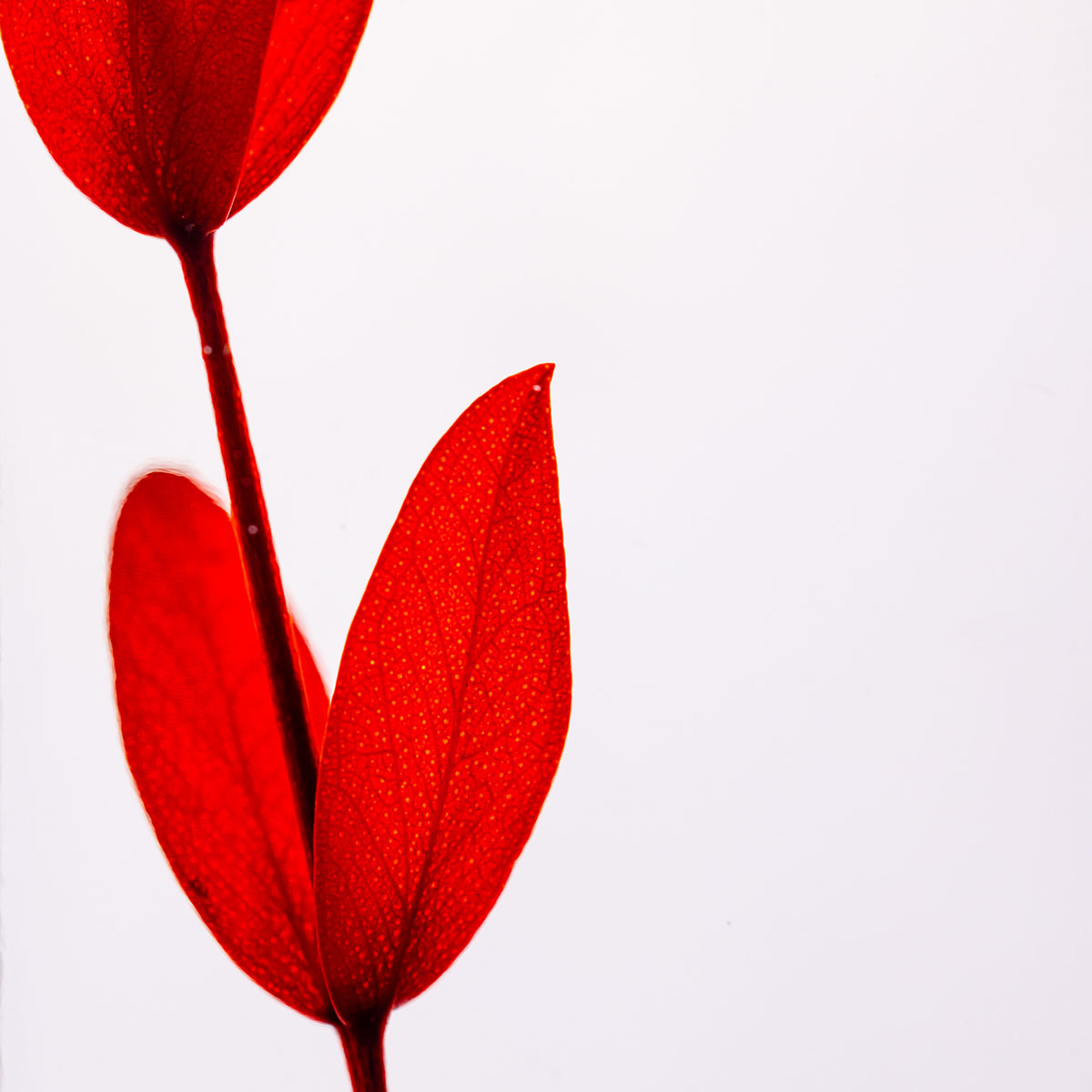 Théophile Berthon Eucalyptus Parvifolia plante immergée rouge grenat