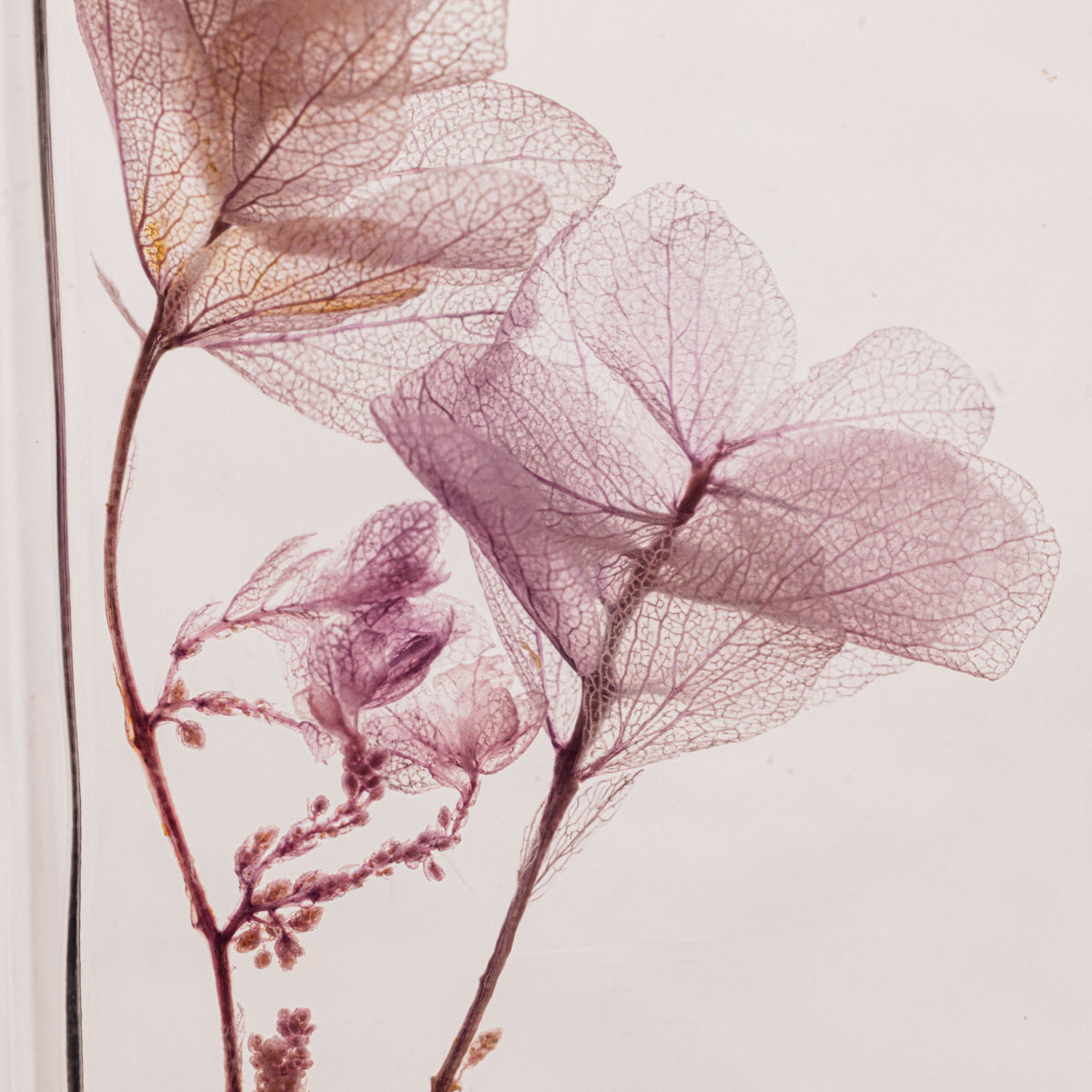 Théophile Berthon Herbarium hortensia lilas feuille chêne immergé