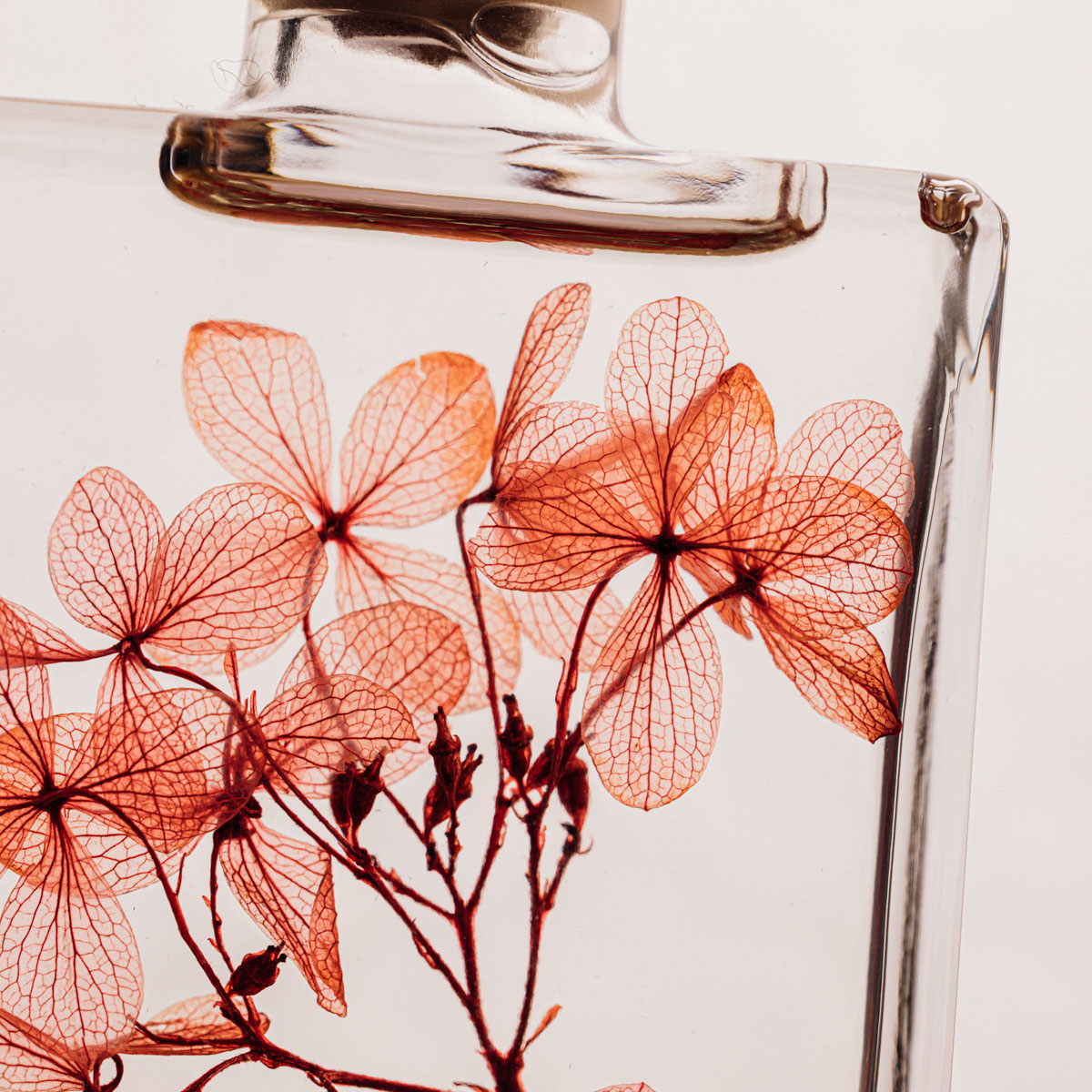 Théophile Berthon Hortensia Peegee fleur immergée rouge