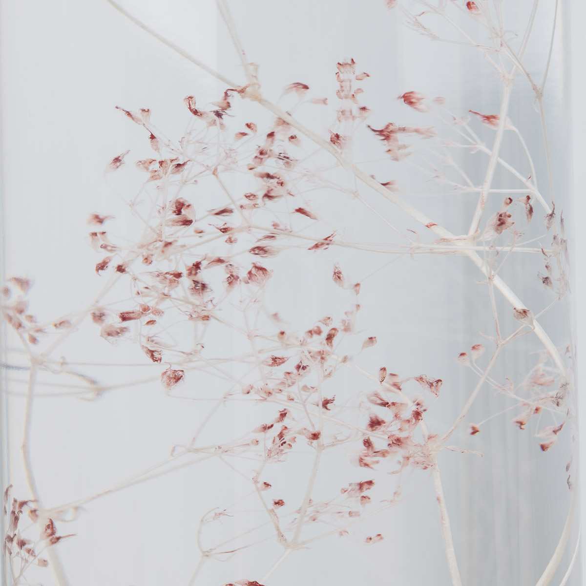 Théophile Berthon Herbarium Gypsophile Rose Poudré Plante Immergée