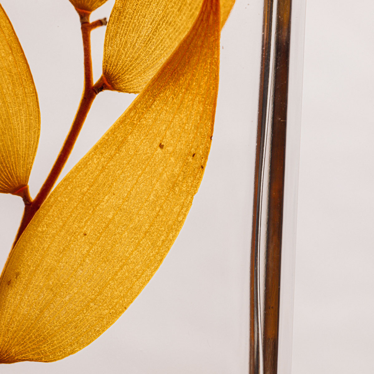 Théophile Berthon Herbarium ruscus automnal plante immergée