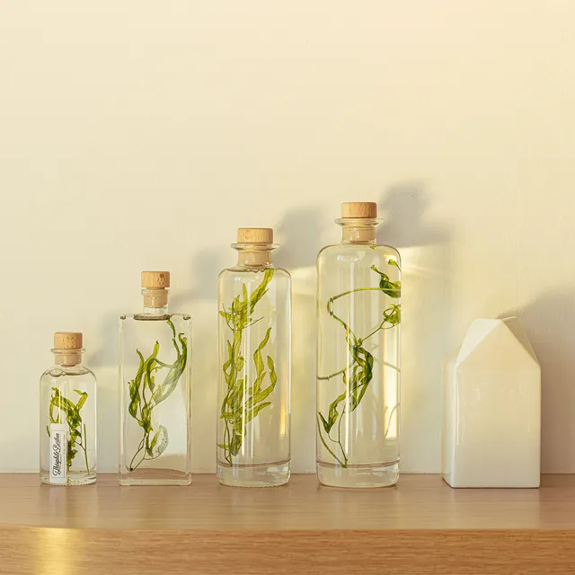 Théophile Berthon Herbarium Algue Aquatique Plante Immergée Verte