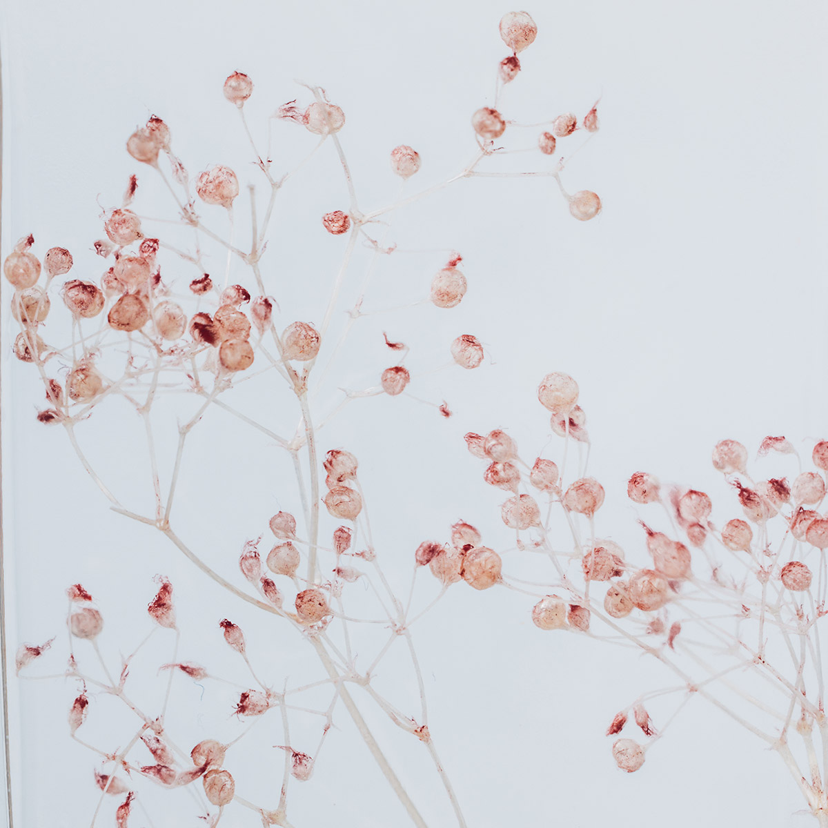 Théophile Berthon Herbarium Gypsophile Rose Poudré Plante Immergée