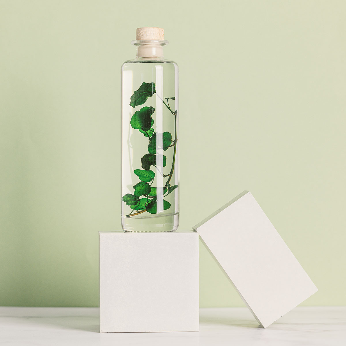 THEOPHILE BERTHON Lierre Hélix plante immergée déco