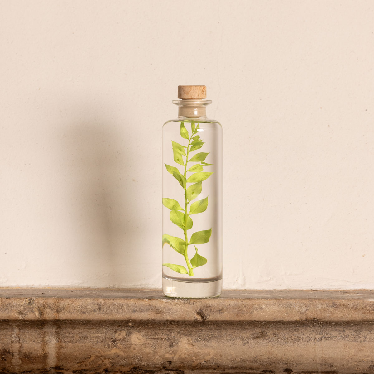 THEOPHILE BERTHON Herbarium Ruscus vert acidulé plante immergée