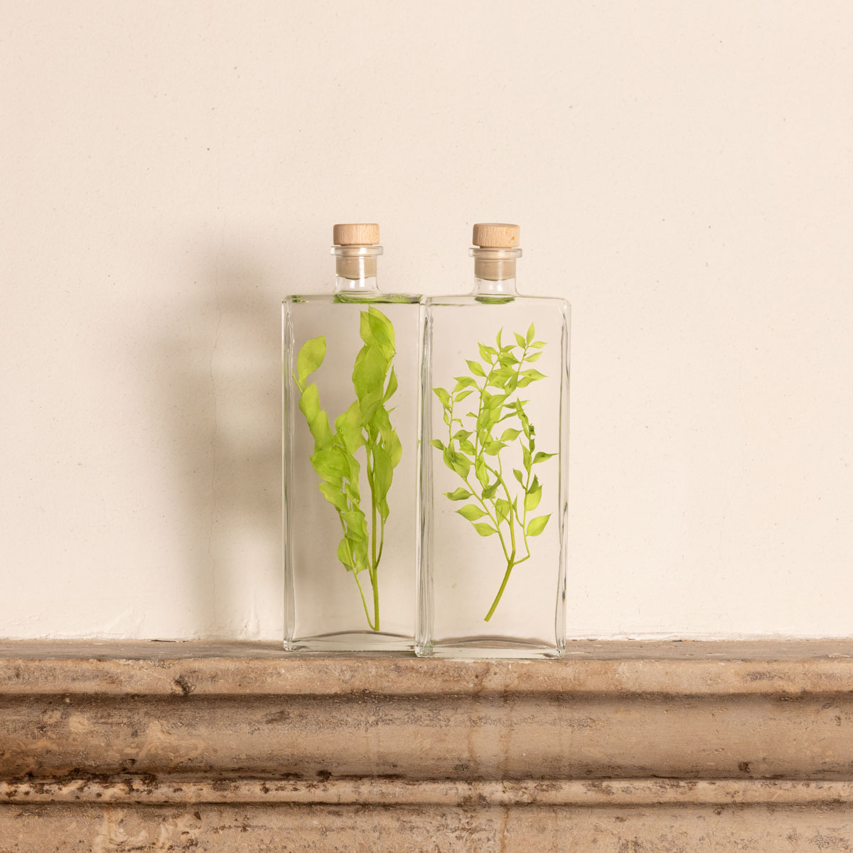 THEOPHILE BERTHON Herbarium Ruscus vert acidulé plante immergée