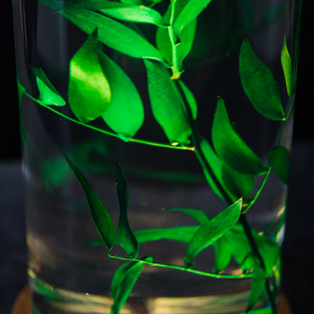 Théophile Berthon Plantes Immergées herbarium XL ruscus 3L