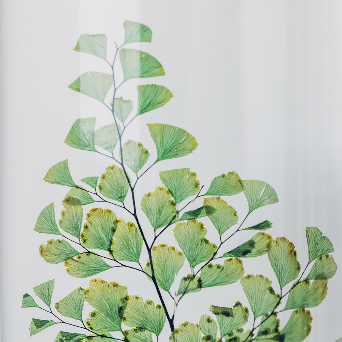 THEOPHILE BERTHON Fougère Luthi verte plante immergée déco