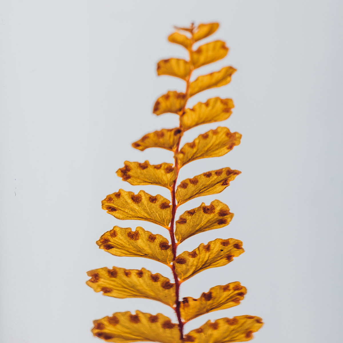 THEOPHILE BERTHON Herbarium Signature Felci Ambre plante